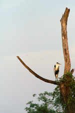 Cocoi heron in the sunset